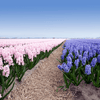 How to plant Hyacinths? The ultimate planting guide for Hyacinths - dutchflowerbulbs.com