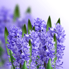 How to grow Hyacinths? The ultimate growing guide for Hyacinths - dutchflowerbulbs.com