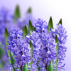 How to grow Hyacinths? The ultimate growing guide for Hyacinths
