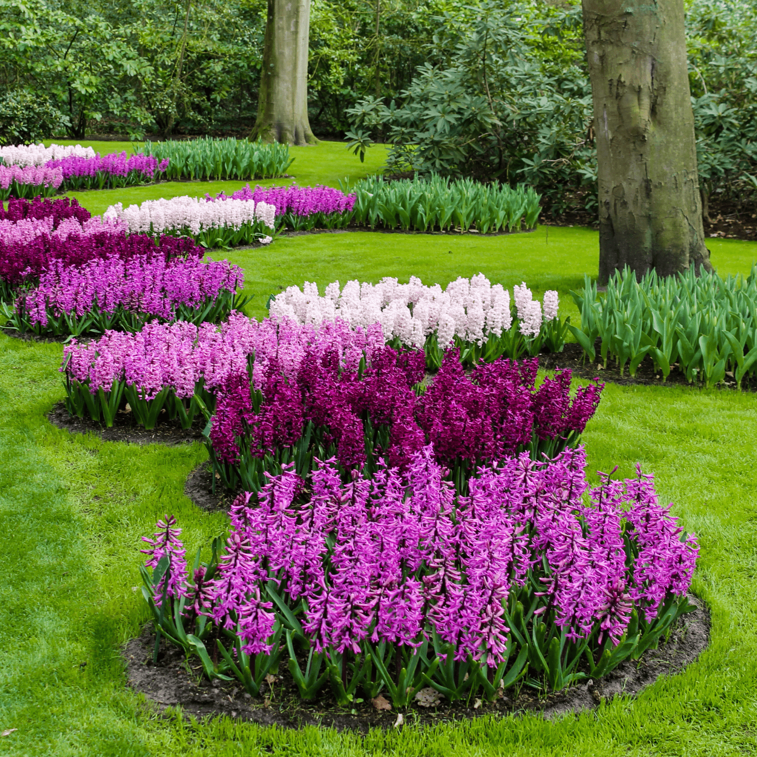 How to care for Hyacinths? The ultimate caring guide for Hyacinths - dutchflowerbulbs.com