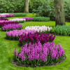 How to care for Hyacinths? The ultimate caring guide for Hyacinths - dutchflowerbulbs.com