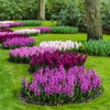 How to care for Hyacinths? The ultimate caring guide for Hyacinths