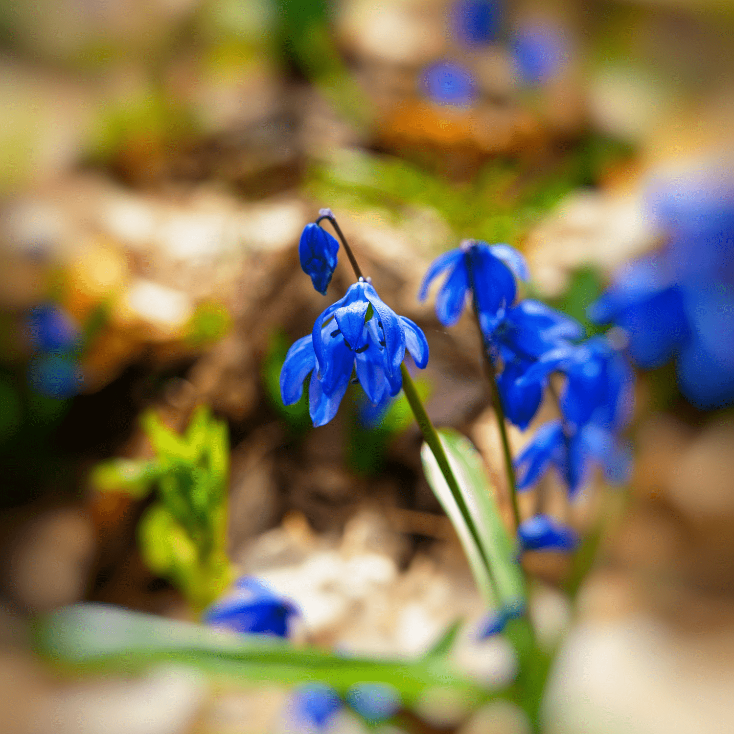 How to plant Scillas? - The ultimate planting guide for Scillas - dutchflowerbulbs.com