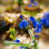 How to plant Scillas? - The ultimate planting guide for Scillas - dutchflowerbulbs.com