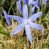 How to grow Scillas? - The ultimate growing guide for Scillas - dutchflowerbulbs.com