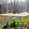 How to care for Scillas? - The ultimate caring guide for Scillas - dutchflowerbulbs.com