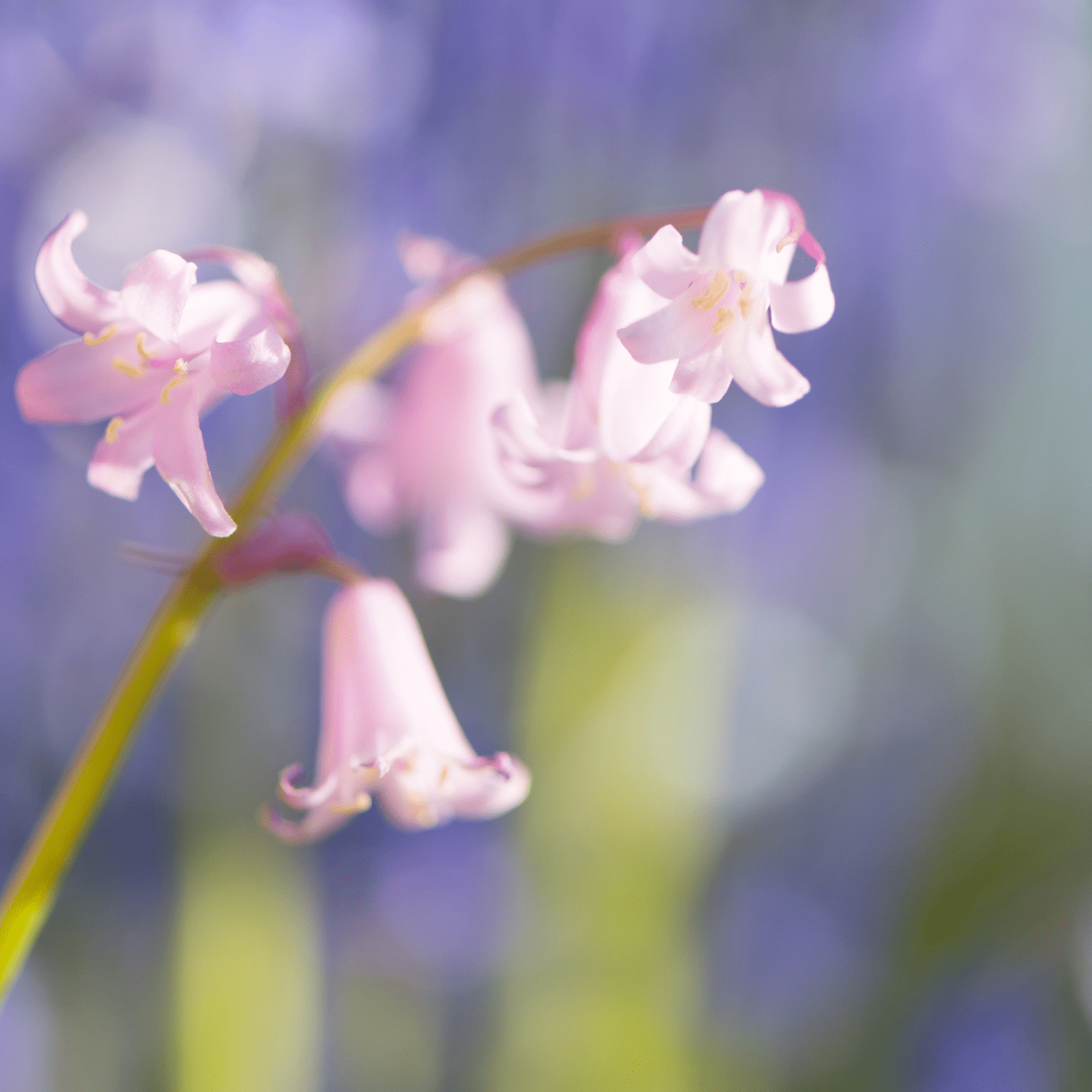 The ultimate guide to planting, growing, and caring for your Scillas! - dutchflowerbulbs.com
