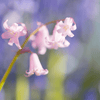 The ultimate guide to planting, growing, and caring for your Scillas! - dutchflowerbulbs.com