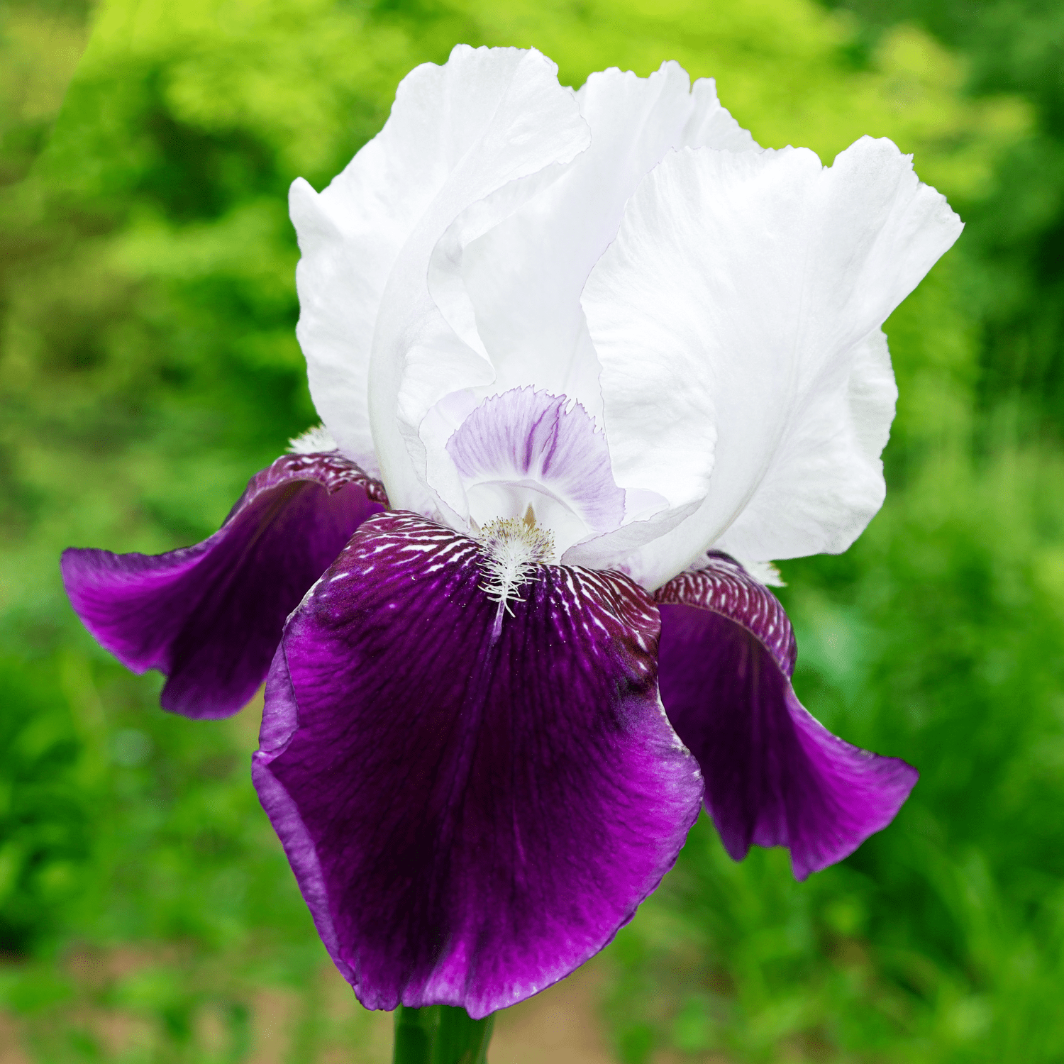 How to plant Bearded Irises? - The ultimate planting guide for Bearded Iris - dutchflowerbulbs.com