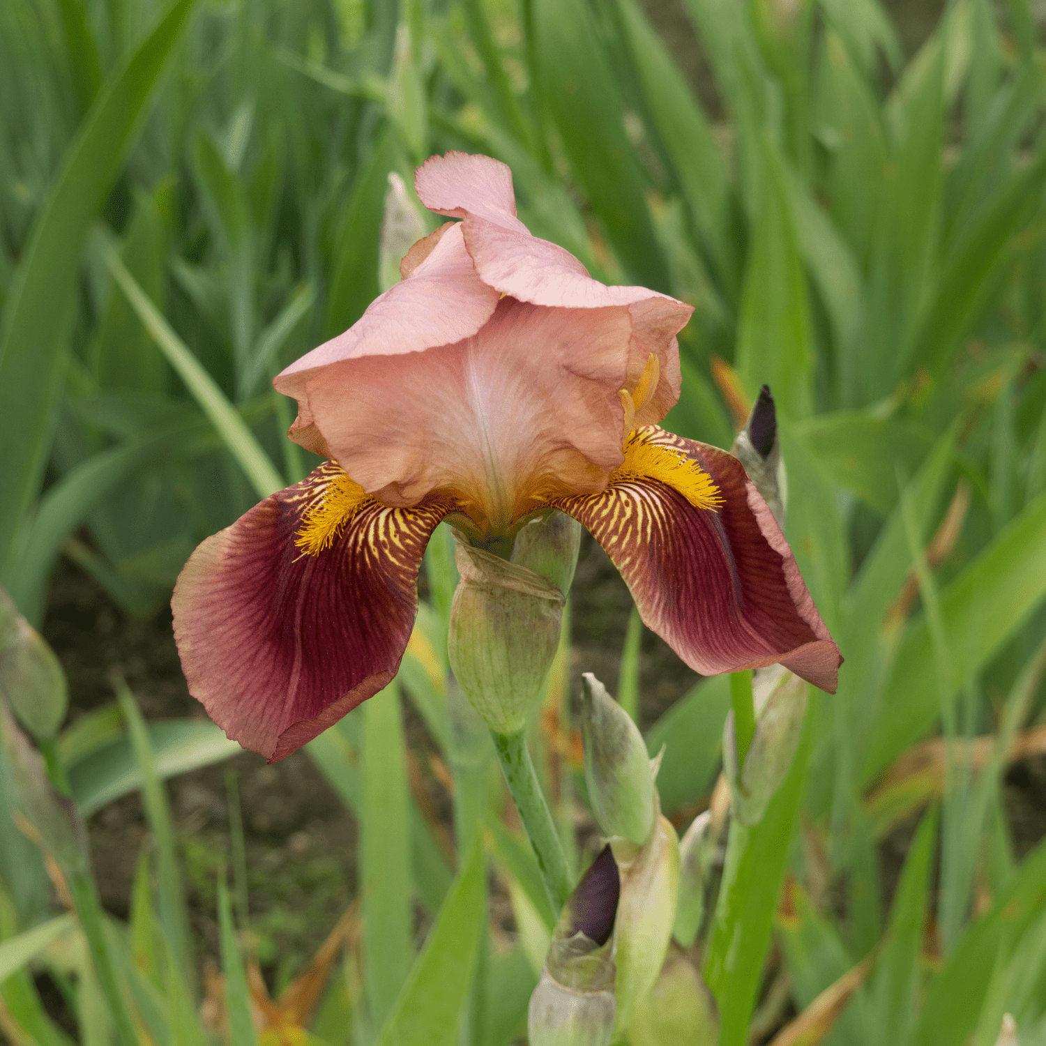 How to grow Bearded Irises? - The ultimate growing guide for Bearded Iris - dutchflowerbulbs.com