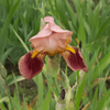 How to grow Bearded Irises? - The ultimate growing guide for Bearded Iris - dutchflowerbulbs.com