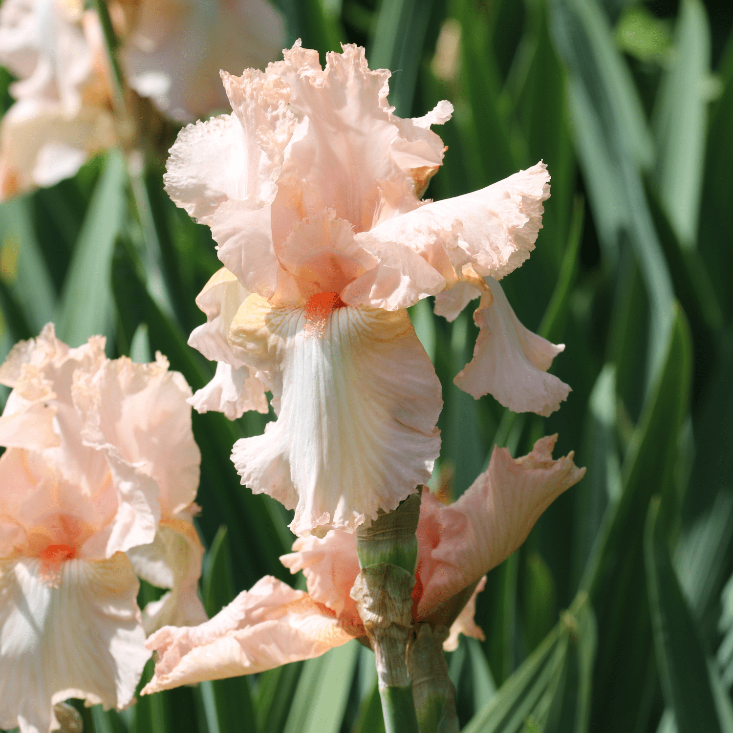 The ultimate guide to planting, growing, and caring for your Bearded Irises! - dutchflowerbulbs.com