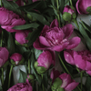 How to plant Peonies? - The ultimate planting guide for Peonies - dutchflowerbulbs.com
