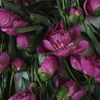 How to plant Peonies? - The ultimate planting guide for Peonies