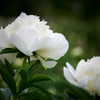 How to grow Peonies? - The ultimate growing guide for Peonies