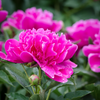 How to care for Peonies? - The ultimate caring guide for Peonies