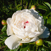 The ultimate guide to planting, growing, and caring for your Peonies!