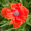 How to plant Oriental Poppies? - The ultimate planting guide for Oriental Poppies - dutchflowerbulbs.com