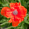 How to plant Oriental Poppies? - The ultimate planting guide for Oriental Poppies
