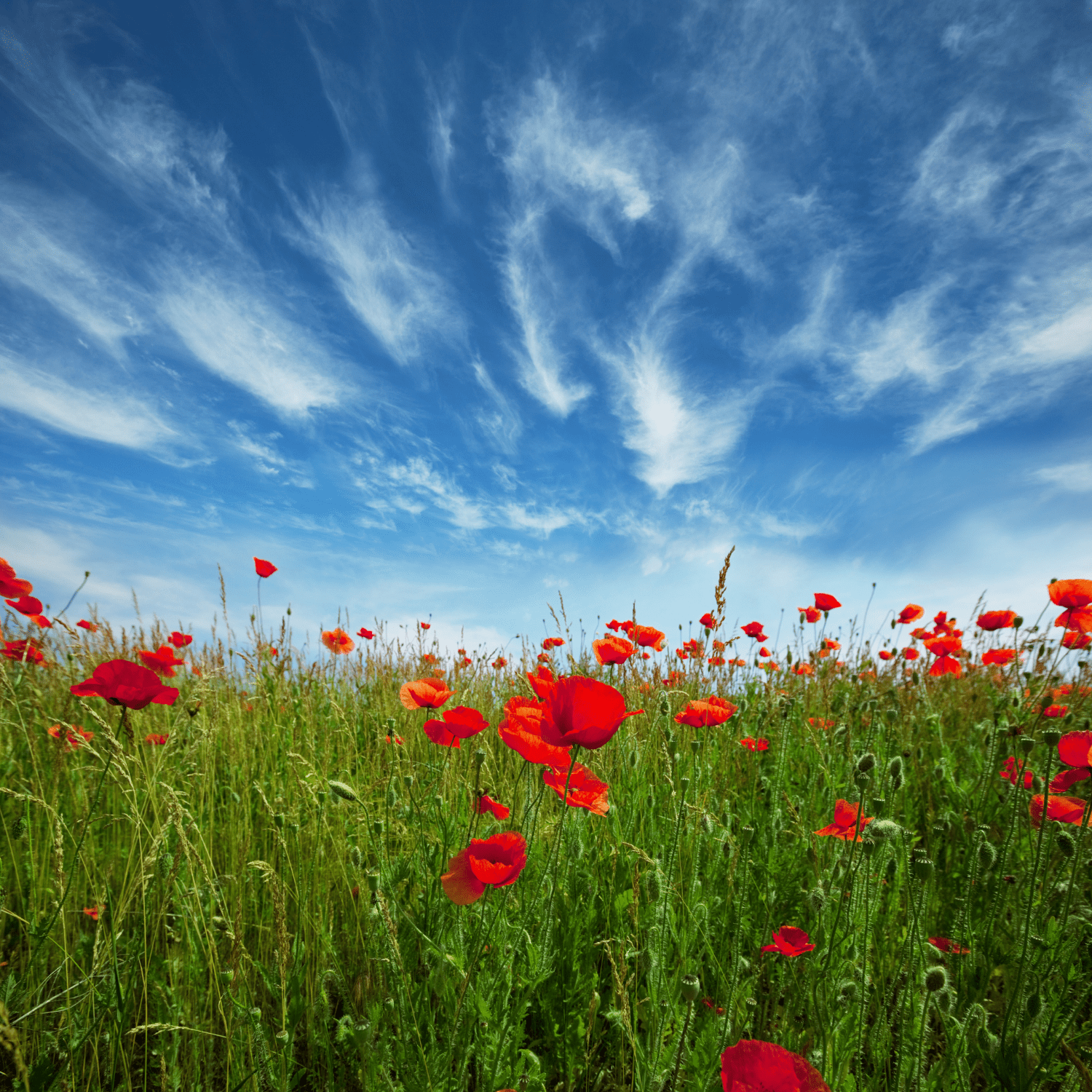The ultimate guide to planting, growing, and caring for your Oriental Poppies! - dutchflowerbulbs.com