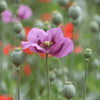 How to care for Oriental Poppies? - The ultimate caring guide for Oriental Poppies - dutchflowerbulbs.com