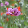 How to care for Oriental Poppies? - The ultimate caring guide for Oriental Poppies