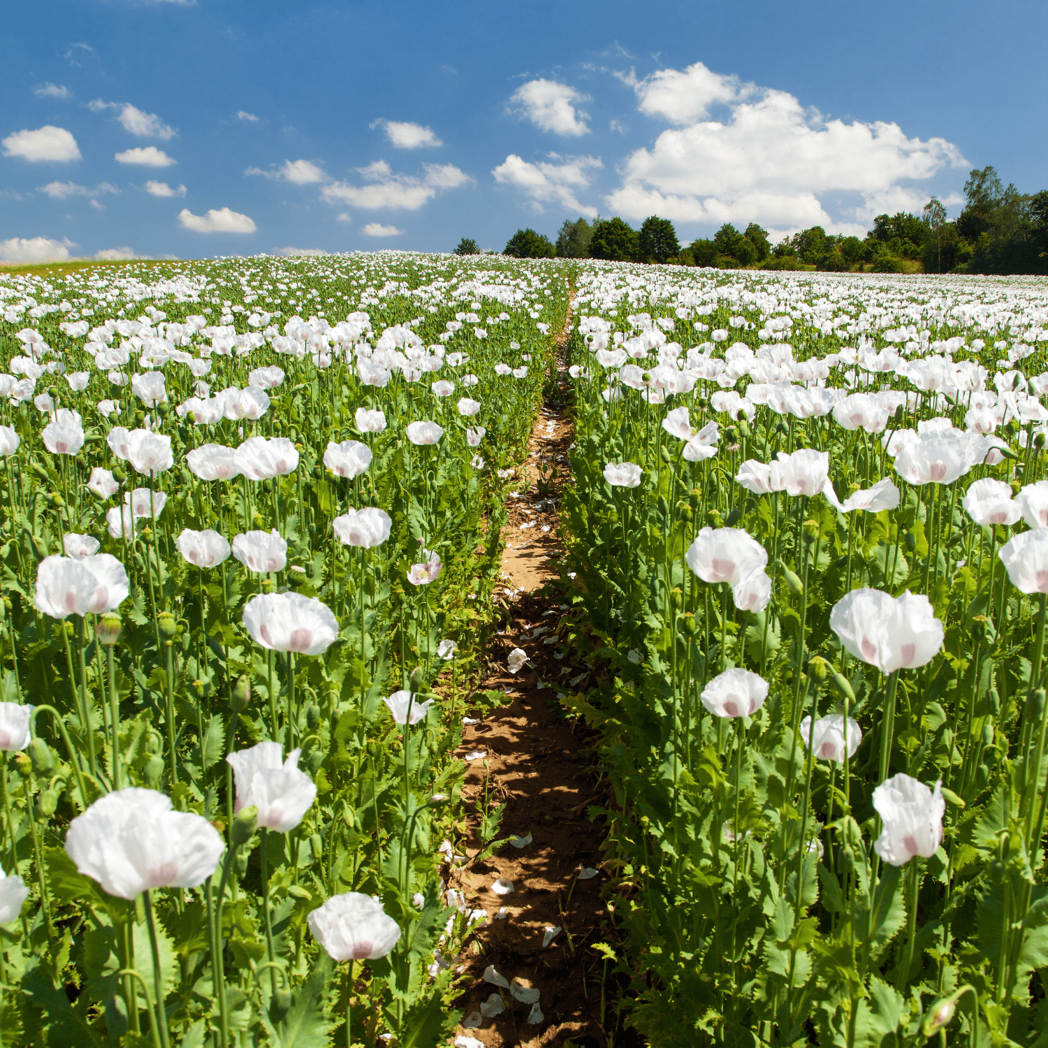 How to grow Oriental Poppies? - The ultimate growing guide for Oriental Poppies - dutchflowerbulbs.com