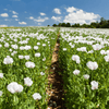 How to grow Oriental Poppies? - The ultimate growing guide for Oriental Poppies - dutchflowerbulbs.com