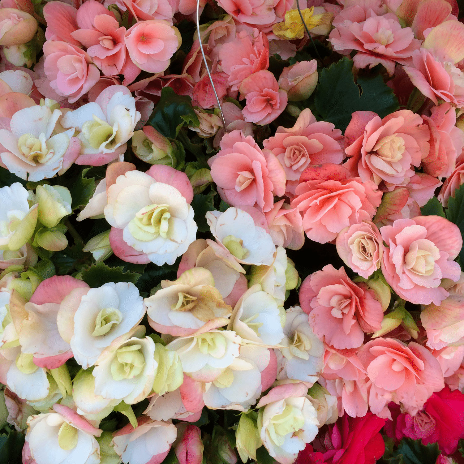 How to plant Begonias? The ultimate planting guide for Begonias - dutchflowerbulbs.com