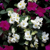 How to grow Begonias? The ultimate growing guide for Begonias