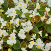 How to care for Begonias? The ultimate caring guide for Begonias