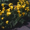How to grow Callas? - The ultimate growing guide for Callas