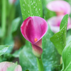 How to care for Callas? - The ultimate caring guide for Callas