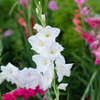 How to plant Gladioluses? - The ultimate planting guide for Gladioluses