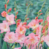 How to grow Gladioluses? - The ultimate growing guide for Gladioluses