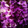 How to care for Gladioluses? - The ultimate caring guide for Gladioluses