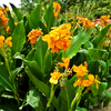 How to plant Cannas? - The ultimate planting guide for Cannas