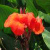 How to grow Cannas? - The ultimate growing guide for Cannas