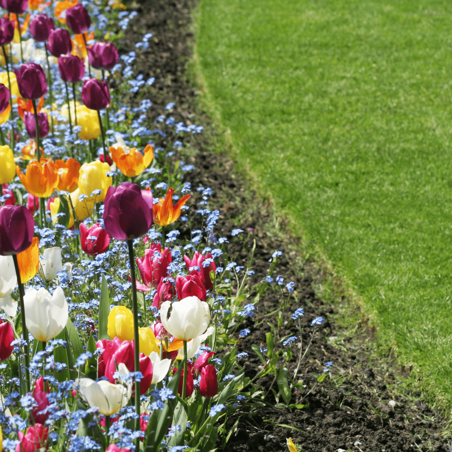 Top 10 Fall flower bulbs to plant in your garden - dutchflowerbulbs.com
