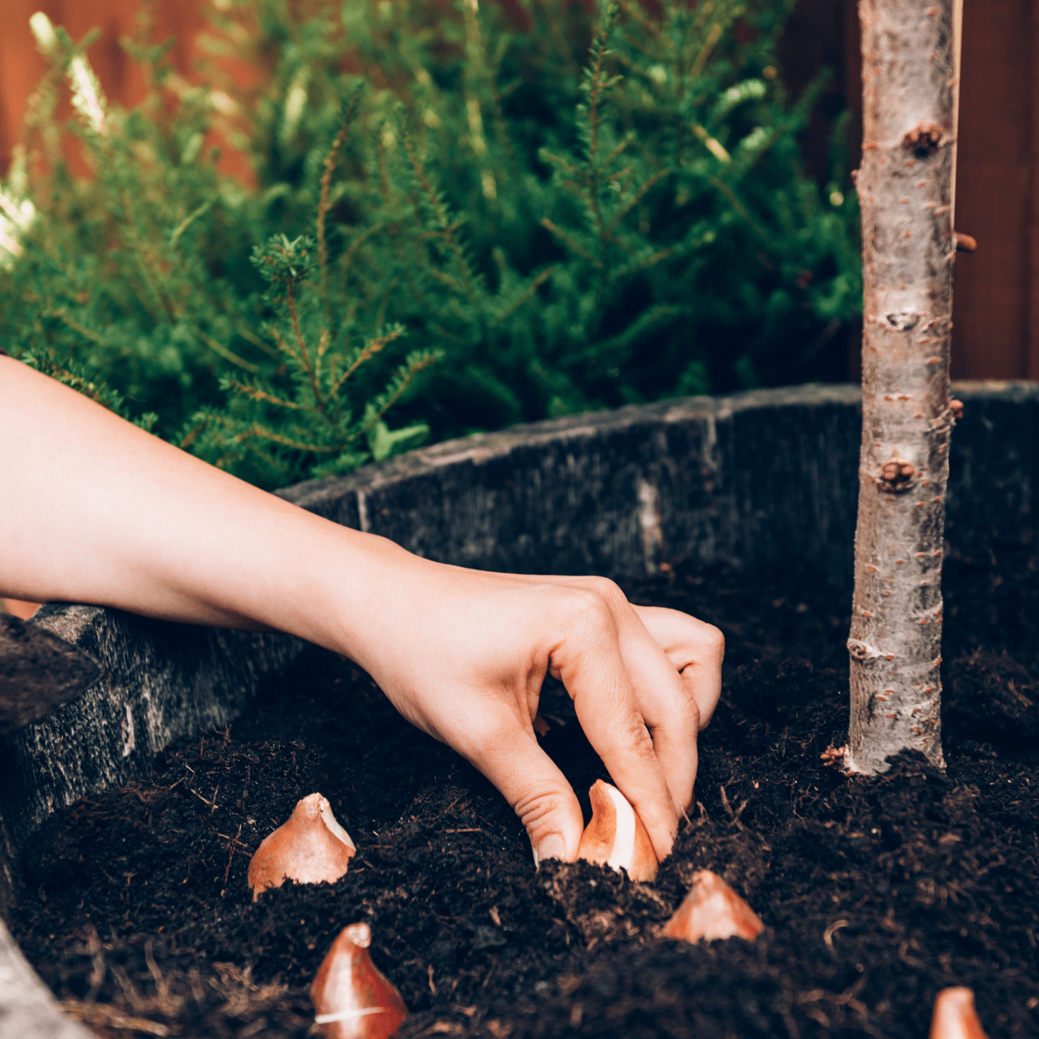 Step-by-step guide to planting Fall flower bulbs - dutchflowerbulbs.com