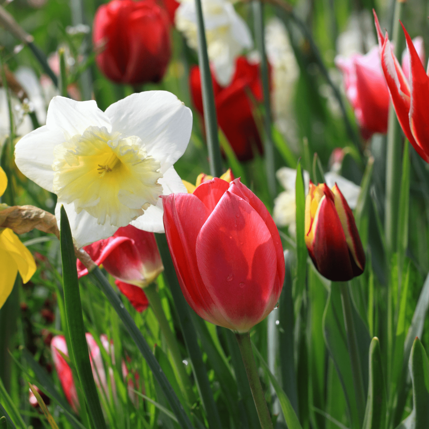 The best Fall bulbs for beginners - dutchflowerbulbs.com