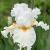 How to plant Irises? - The ultimate planting guide for Iris - dutchflowerbulbs.com