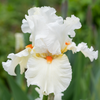 How to plant Irises? - The ultimate planting guide for Iris