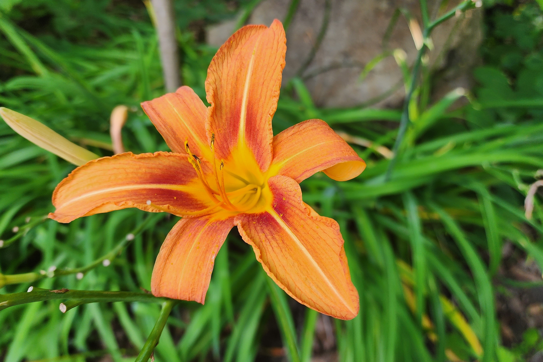 How to plant Daylilies? - The ultimate planting guide for Daylilies - dutchflowerbulbs.com
