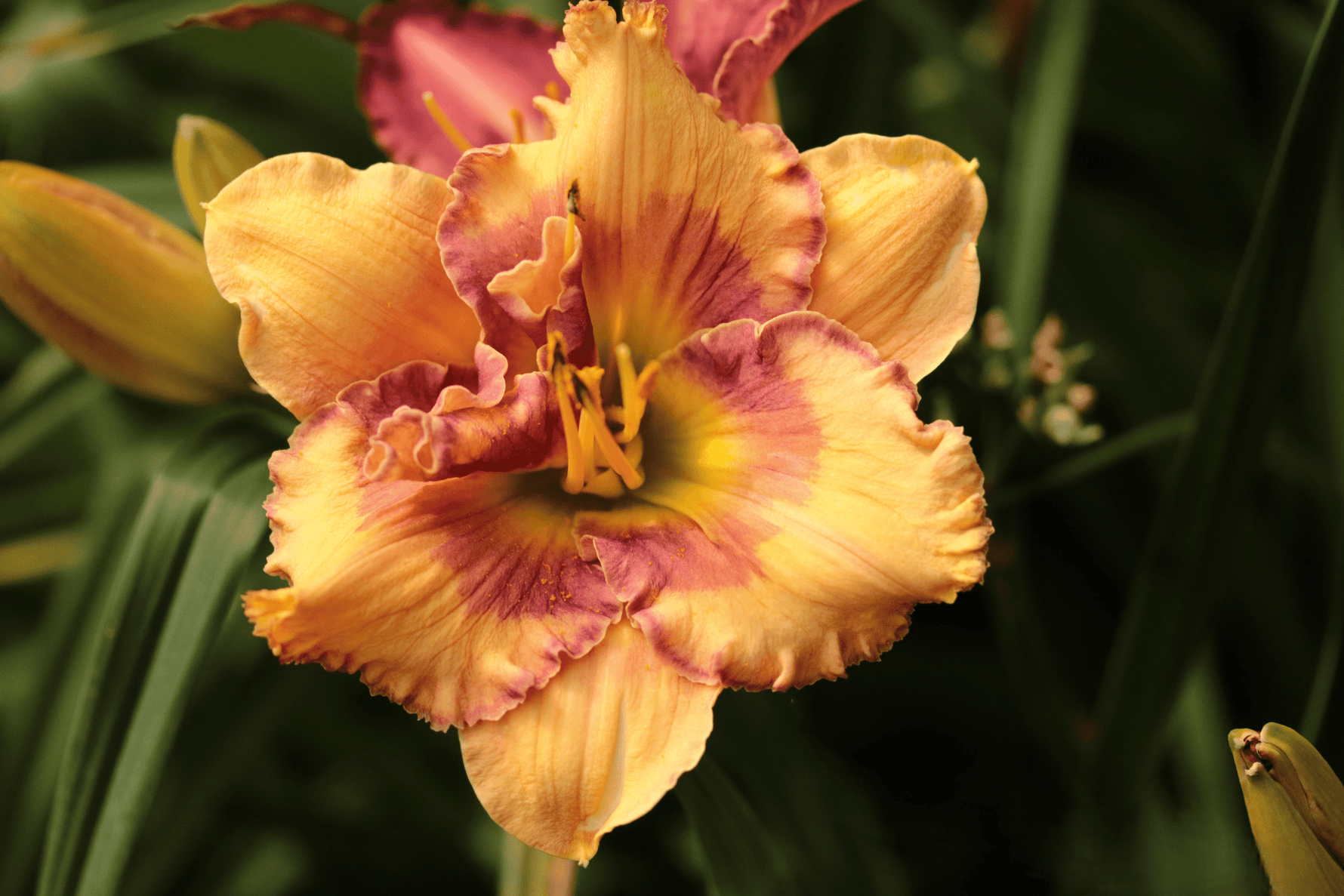How to care for Daylilies? - The ultimate caring guide for Daylilies - dutchflowerbulbs.com