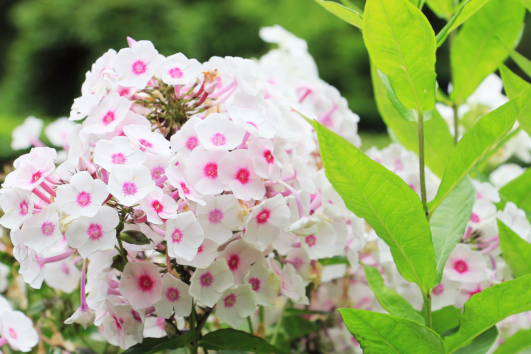 How to care for Phloxes? The ultimate caring guide for Phloxes - dutchflowerbulbs.com