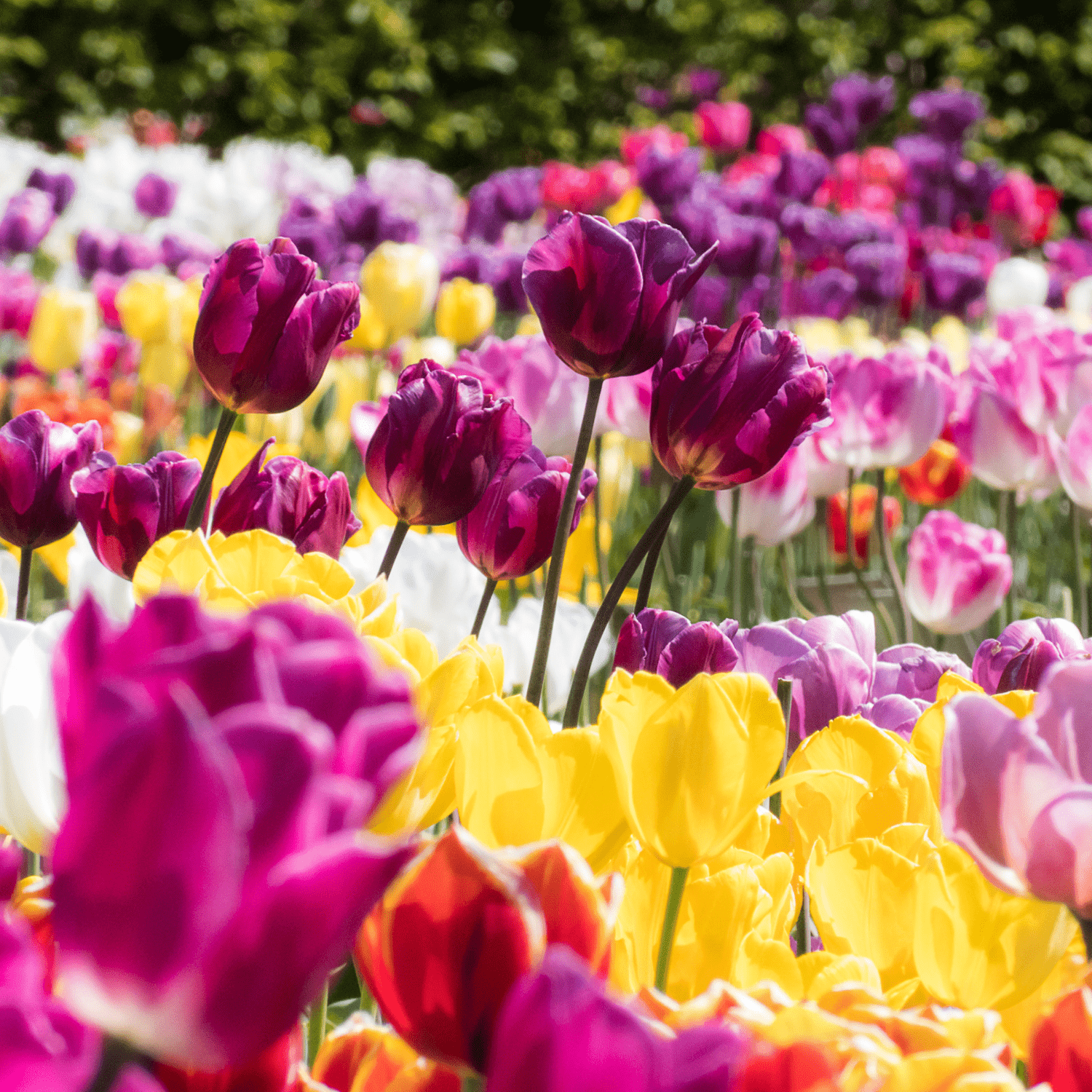The ultimate guide to planting, growing, and caring for your Tulips! - dutchflowerbulbs.com