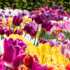 The ultimate guide to planting, growing, and caring for your Tulips!