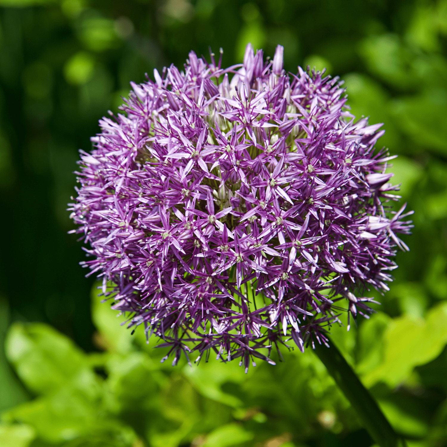 How to plant Alliums? - The ultimate planting guide for Alliums - dutchflowerbulbs.com
