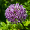 How to plant Alliums? - The ultimate planting guide for Alliums